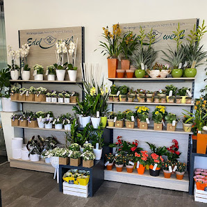 Blumen Edelweiß Erfurt Melchendorfer Markt