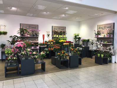 Blumen Edelweiß Erfurt T.E.C.