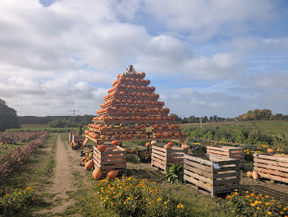 Tackes Blumenfelder