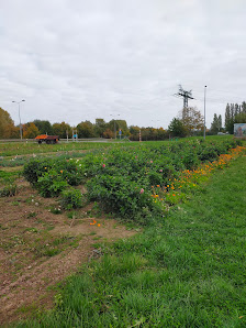 Tackes Blumenfelder