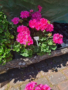 Blumenhaus Blütenzauber Inh. Kristin Barten