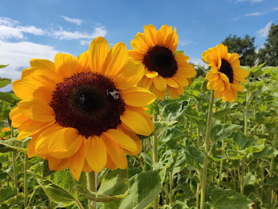 Merles Blumengarten - Blumen selbst schneiden am Travenhof