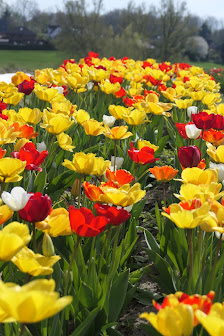 Merles Blumengarten - Blumen selbst schneiden am Travenhof