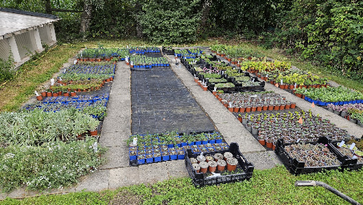 Gartenwert, Staudenkulturen Wischmann