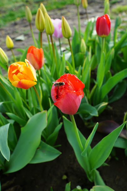 Blumen Selbstpflücken
