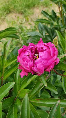 Blumenladen - Pusteblume - Blumen aus Saarbrücken