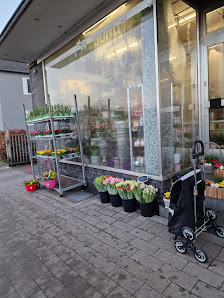 Blumen Spangenberg Dinslaken