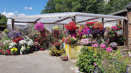 Blumen Albrecht