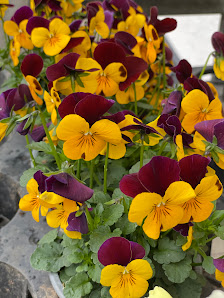 Friedhofsgärtnerei und Blumenladen Welzel