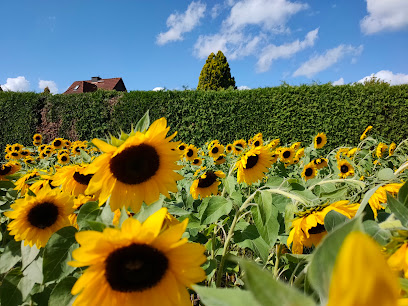 BLUMEN selbst schneiden