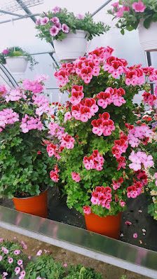Blumen Stenner