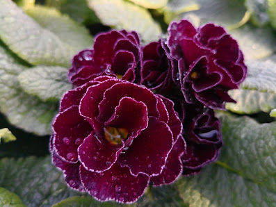Meurers Gartenbau