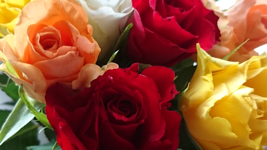 Blumen in Babelsberg