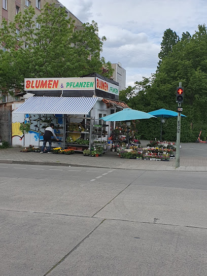 Blumen & Pflanzen