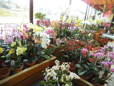 Gärtnerei Manuel Stollmaier | Blumen - Obst - Gemüse