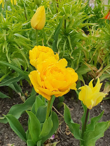 Blumen-Orchideen