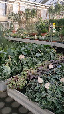 Pflanzen-Mauk Garten-Center GmbH