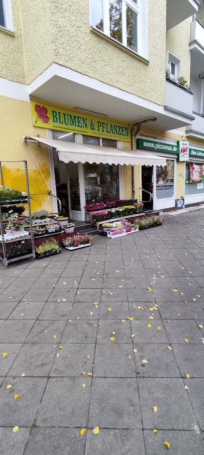 Blumen & Pflanzen