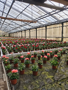 Blumen GmbH Aurenz