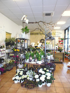 Blumen Gänseblümchen