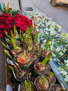 Harinders Blumen