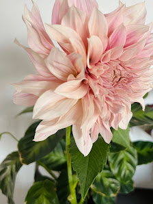 Blumenliebe Fink