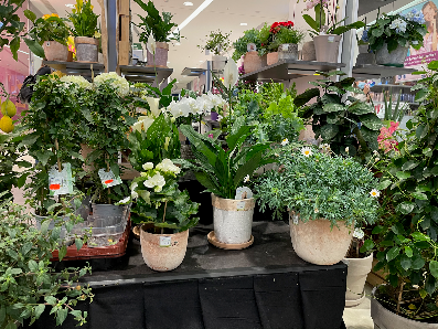 Best Taste - Blumen Pflanzen Früchte
