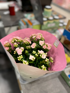 Best Taste - Blumen Pflanzen Früchte