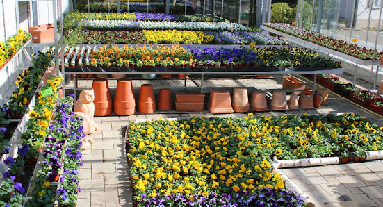 Blumenhaus Lang-Buhr