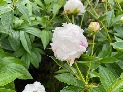 Blumenfeld Bauer Baur zum selber schneiden