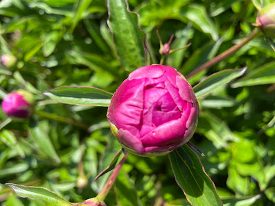 Blumenfeld Bauer Baur zum selber schneiden