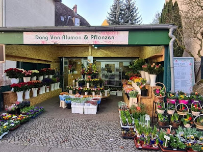 Dong Van Blumen & Pflanzen