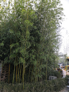 Singener Blumenhandel A. Datz