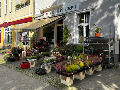 tinBlumen&Pflanzen