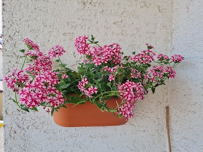 Blumen Maschke