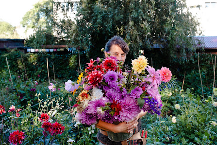 Erna Primula - Blumen & Saatgut