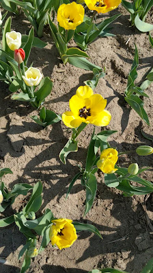 Blumen selber schneiden