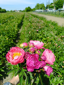 Blumen selber schneiden