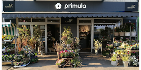 Primula Blumen