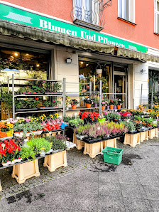 Blumen und Pflanzen