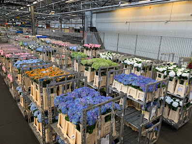 Akkus Blumen & Pflanzen (Lichtenberg)