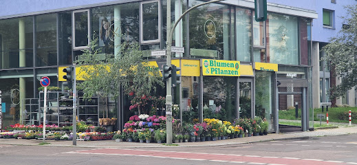 T & H Blumen & Pflanzen