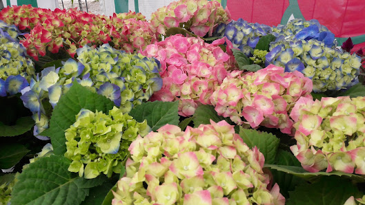 Blumen + Pflanzen Bauernmärktle ( Schnäppchenmarkt )