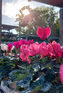 Blumen + Pflanzen Bauernmärktle ( Schnäppchenmarkt )