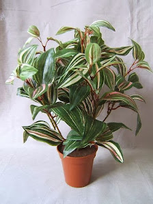 Flora-Seta GmbH