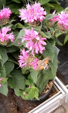 Blumengeschäft Rüdenauer