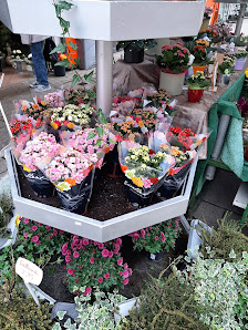 Matthias Kluge Holland Blumen