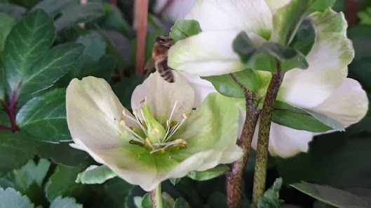 Blumen & BIO Lädle Gläßle