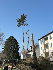 David Heckert Baumpflege