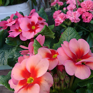Blumen Rehbein Ideen und Pflanzen